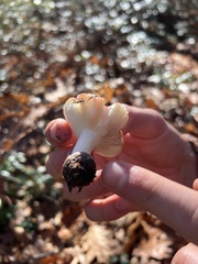 Russula rosacea