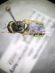 Stratiomyini