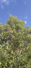 Handroanthus ochraceus