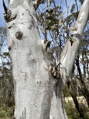 Eucalyptus