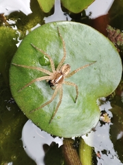 Dolomedes aquaticus