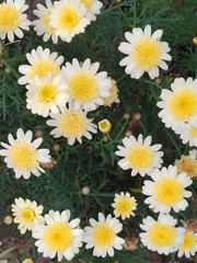 Argyranthemum frutescens