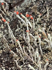 Cladonia macilenta