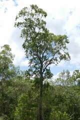 Corymbia intermedia