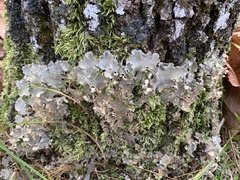 Peltigera leucophlebia
