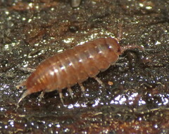 Holoverticata