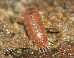 Holoverticata
