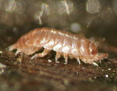 Holoverticata