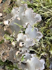 Peltigera leucophlebia