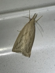 Diatraea saccharalis