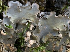 Peltigera leucophlebia