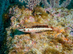 Serranus psittacinus