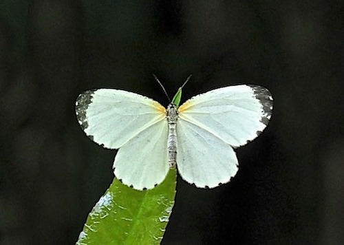 Mylothrid Pentila