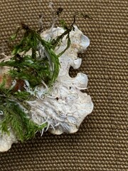 Peltigera leucophlebia