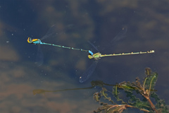 Pseudagrion aureofrons