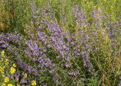 Nepeta sibirica