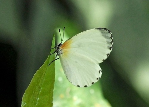 Mylothrid Pentila