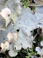 Peltigera leucophlebia