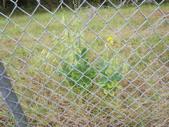 Crotalaria spectabilis