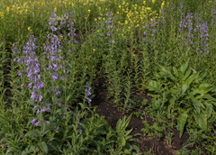 Nepeta sibirica