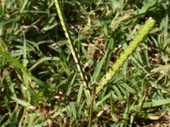Paspalum notatum