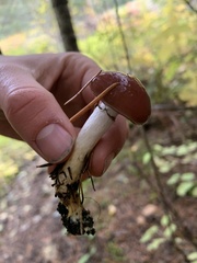 Gomphidius subroseus