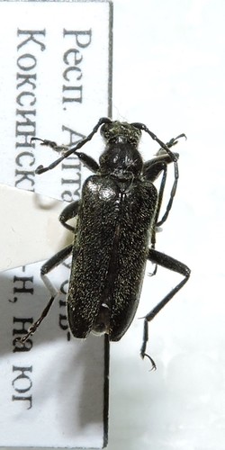 Acmaeops septentrionis