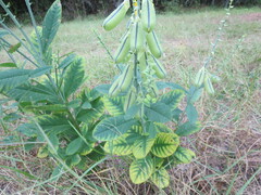 Crotalaria spectabilis