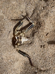 Panulirus penicillatus