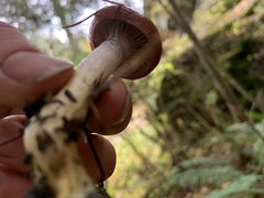 Gomphidius subroseus