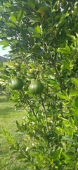 Citrus deliciosa