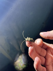 Lagocheirus araneiformis parvulus