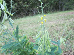 Crotalaria spectabilis