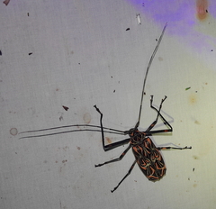 Acrocinus longimanus