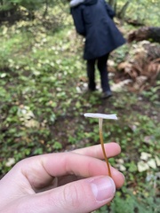 Strobilurus trullisatus