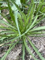 Microseris scapigera