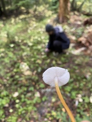 Strobilurus trullisatus