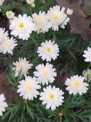 Argyranthemum frutescens