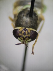 Stratiomyini