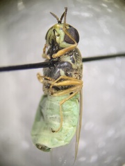 Stratiomyini