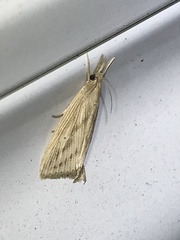 Diatraea saccharalis