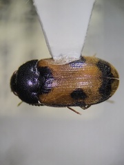Mycetophagus