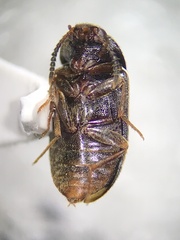 Mycetophagus