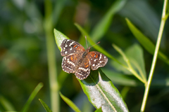 Anthanassa texana texana