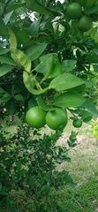 Citrus × latifolia