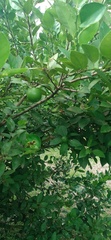 Citrus × latifolia