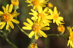 Senecio pterophorus