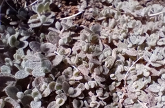 Atriplex buchananii
