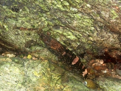 Macrobrachium aemulum