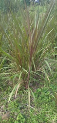 Cenchrus purpureus